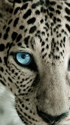雪豹蓝眼睛iPhone 6 Plus高清壁纸