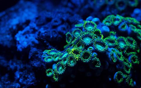Zoanthids珊瑚Mac壁纸