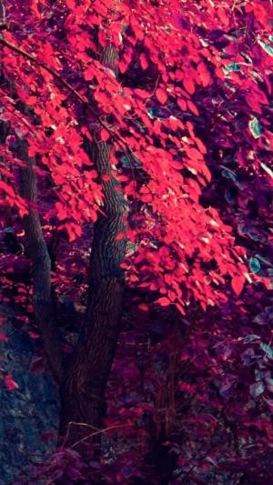 红枫叶树iPhone 6壁纸