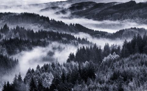 清晨的雾森林Mac壁纸