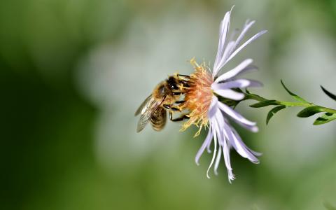 采着花蜜的蜜蜂