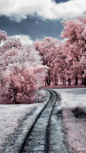 通过粉红色的森林iPhone 6壁纸