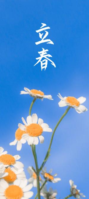 二十四节气立春雏菊