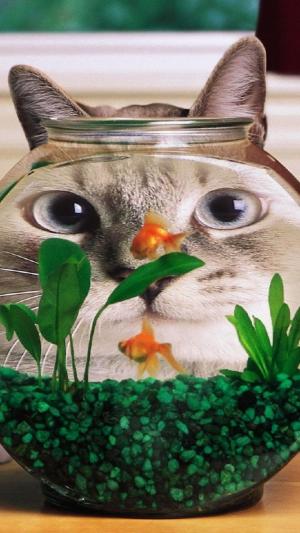 有趣的猫鱼缸iPhone 6加高清壁纸