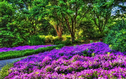 紫色花园的Mac壁纸