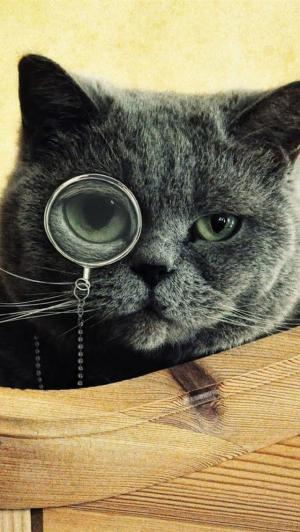 猫单片眼镜iPhone 5壁纸