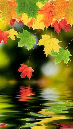 多彩的秋天枫叶iPhone 6 Plus高清壁纸