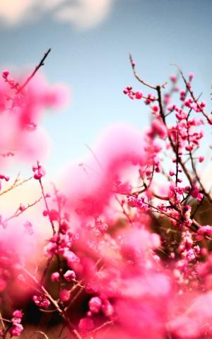 粉红色的樱花树iPhone 6 Plus高清壁纸