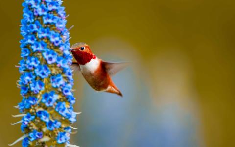 红褐色的蜂鸟喂养Mac壁纸