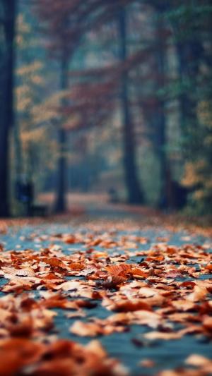 秋天生锈的叶子公园胡同iPhone 6壁纸