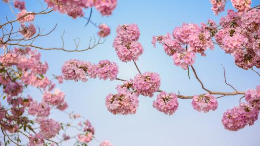 淡雅粉色花朵清新写真