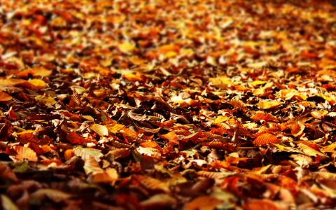 秋季叶子Mac壁纸