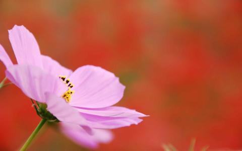 粉红色的波斯菊花卉Mac壁纸