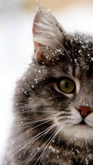 可爱的下雪的猫iPhone 5壁纸