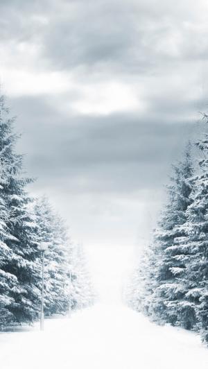 森林路径冬季雪iPhone 5壁纸