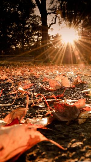 在地面上的秋叶日落iPhone 6 Plus高清壁纸