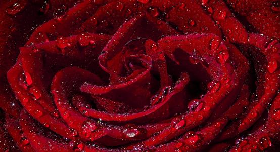 红色玫瑰唯美高清写真