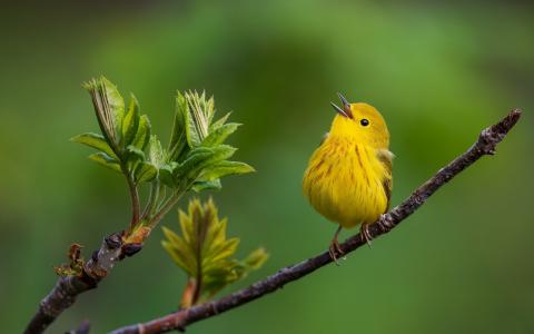 枝头上的黄色小鸟