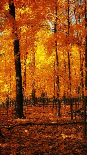 橙色森林秋季iPhone 6壁纸