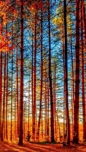 秋季森林高大的树木iPhone 6壁纸