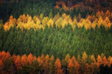 油画般的秋天森林景色