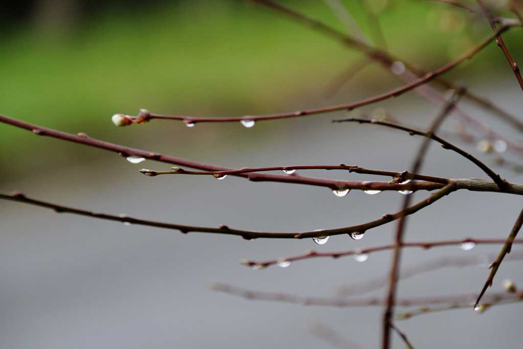 春季树枝上的雨滴