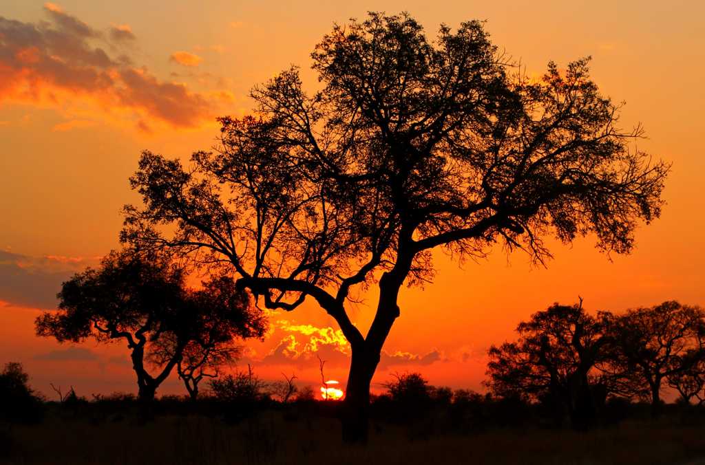 暮色残阳树木剪影景致图片