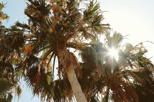 茂盛的椰子树图片