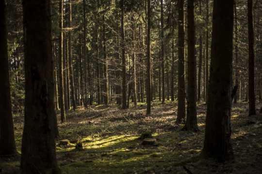 一片幽寂的森林图片
