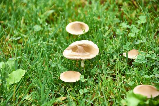 雨后清爽小蘑菇图片