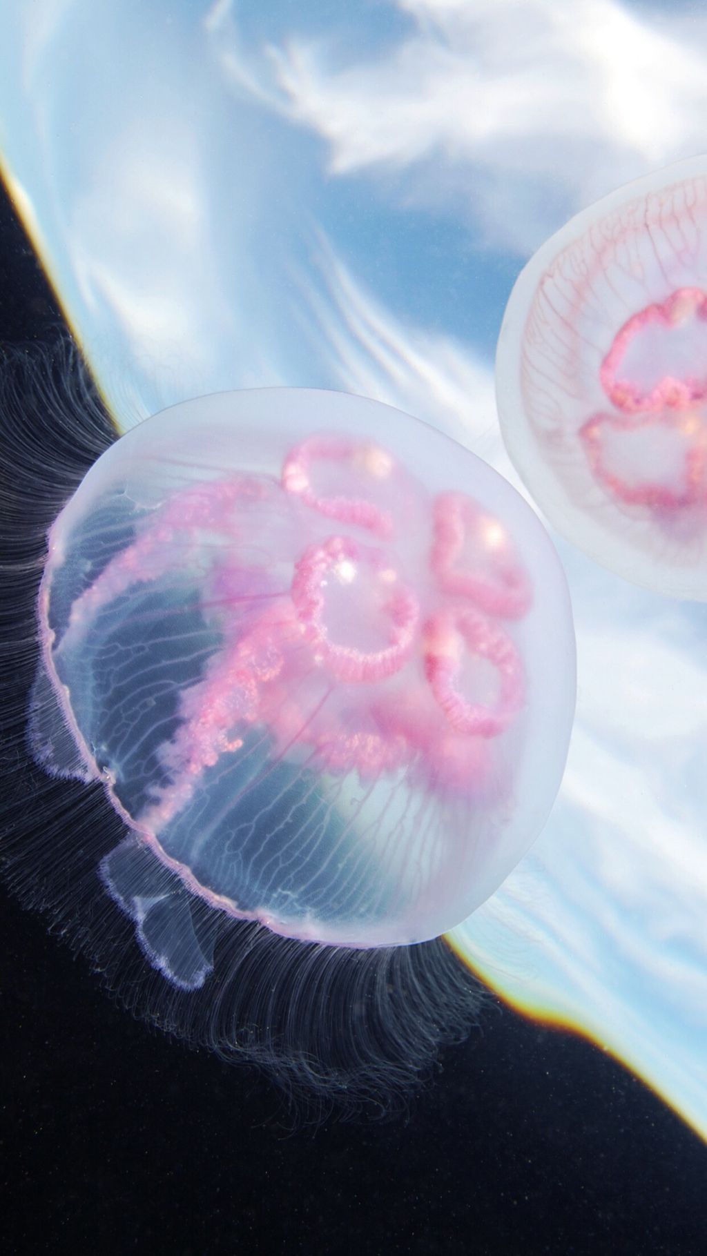粉嫩透明的水母