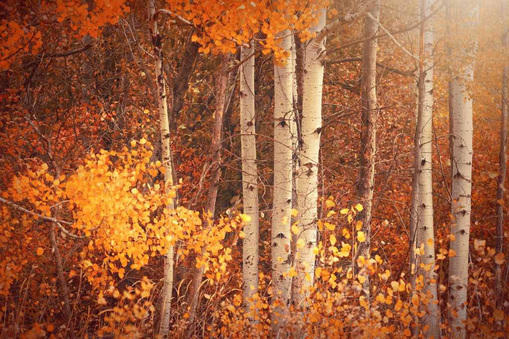 秋季树木唯美景色图片