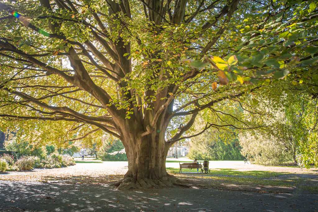 新西兰秋日大树景观