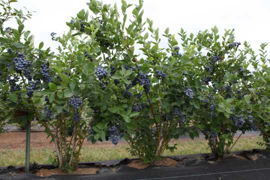 硕果累累的蓝莓树图片