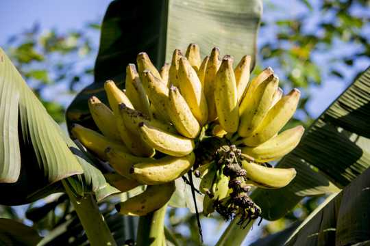 香蕉树香蕉图片