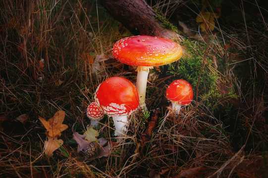 丛林里的野蘑菇图片