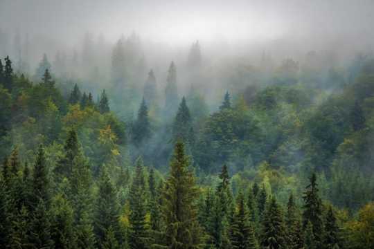 雾气缭绕的丛林图片