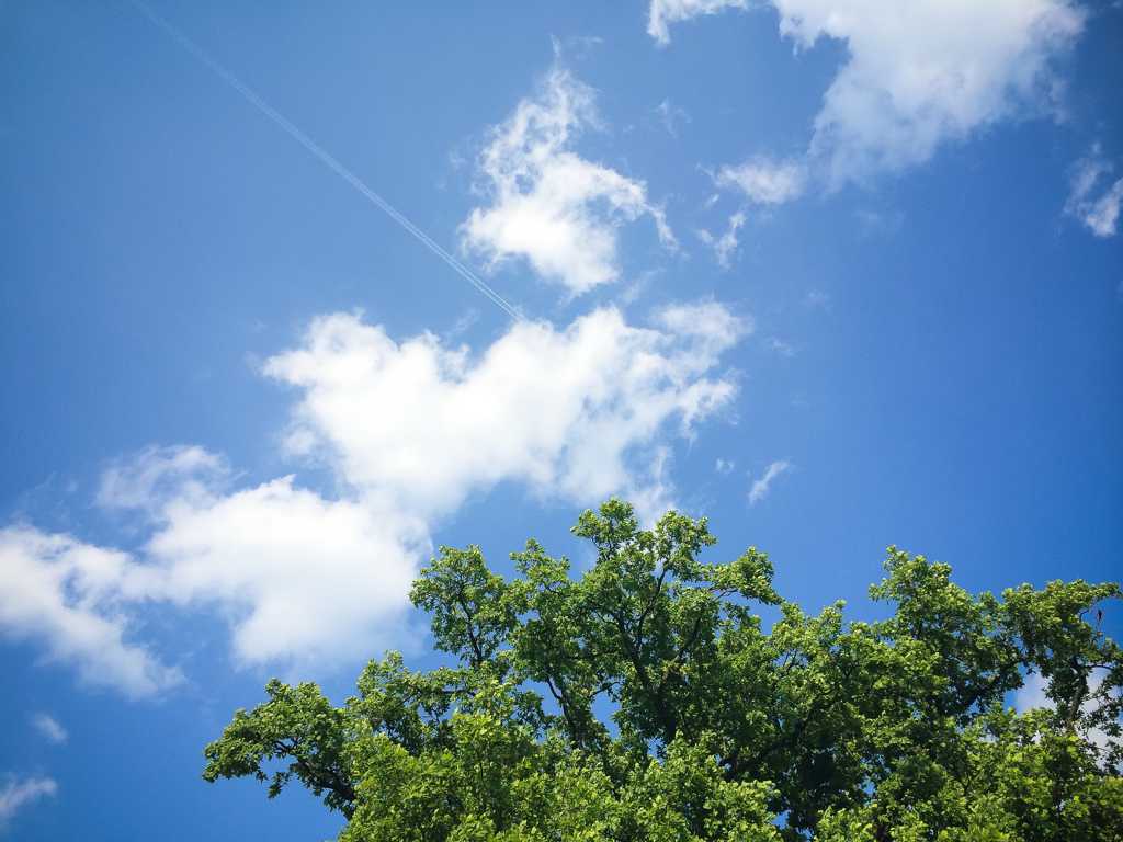 蓝天云朵大树图片