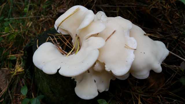 草地上的白蘑菇图片