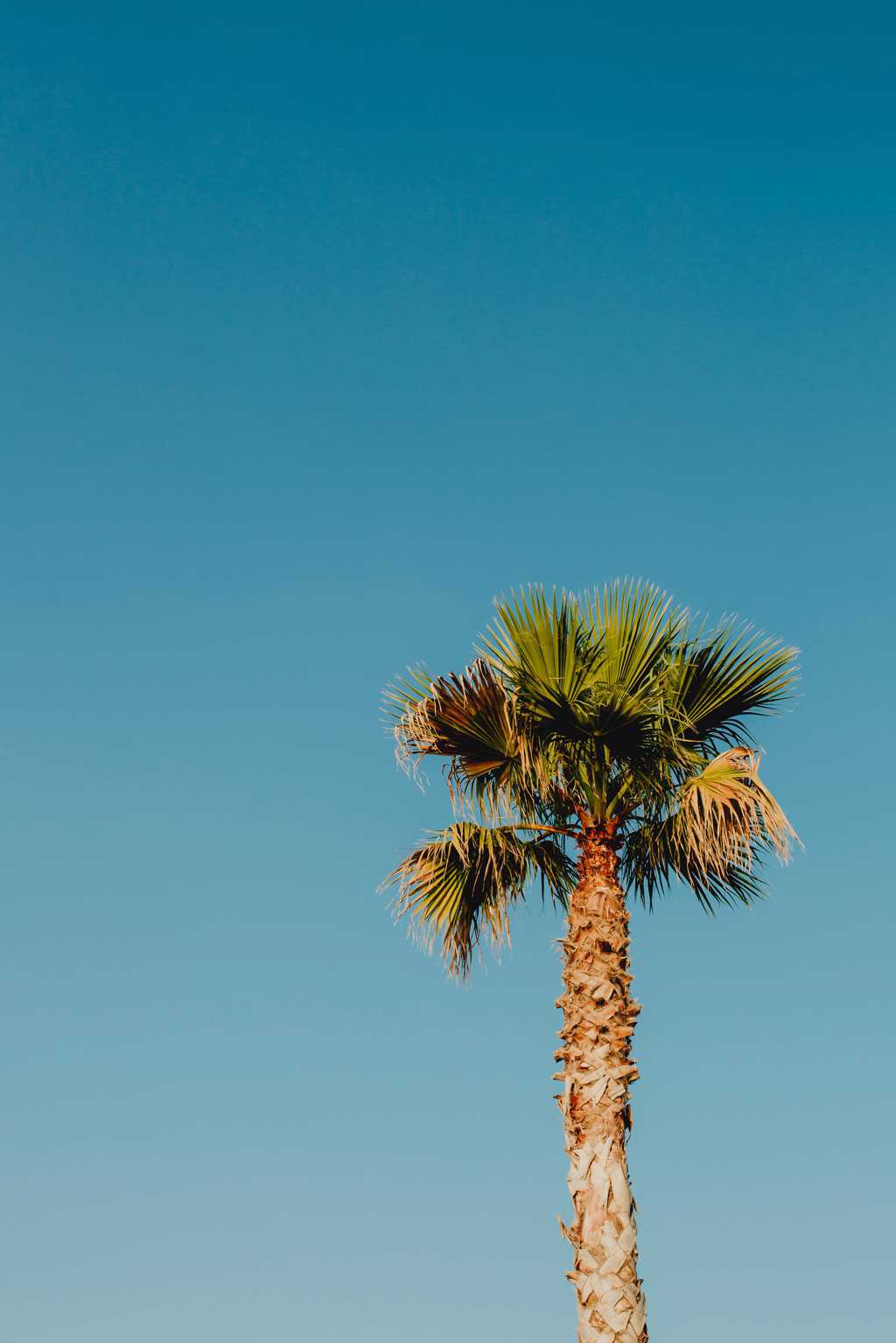 伟岸的椰子树图片