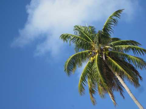 一棵椰子树矗立天空之下