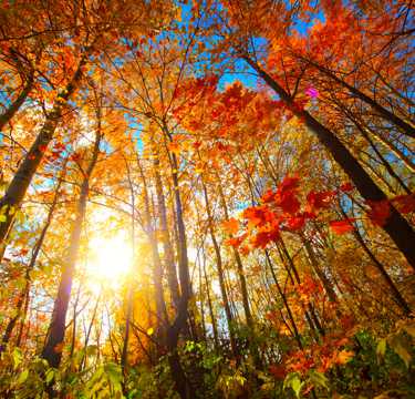 秋季红色枫丛林图片