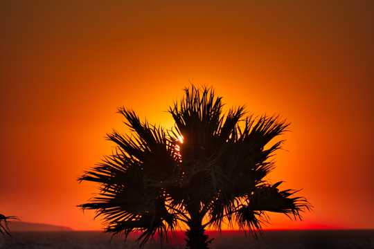 暮色下的棕榈树剪影图片