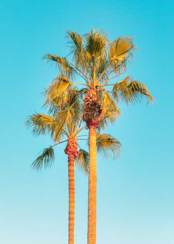 巍峨椰子树照片