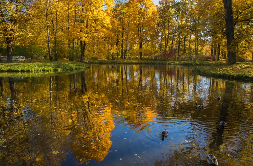 俄罗斯园林园林唯美秋天自然风光图片