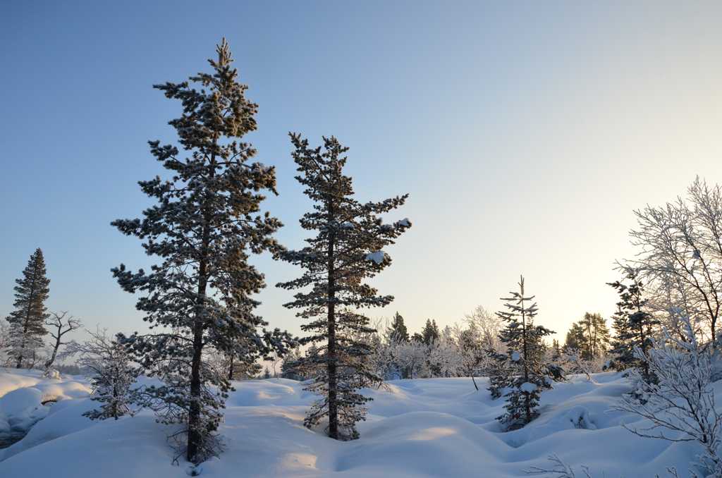 白雪树木景致图片