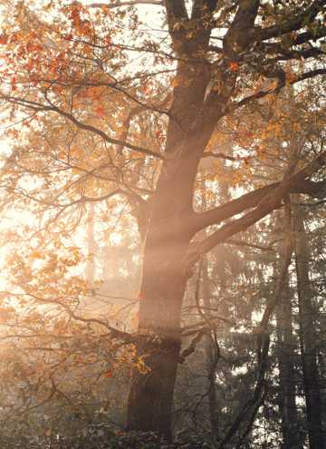 秋季晨光丛林图片