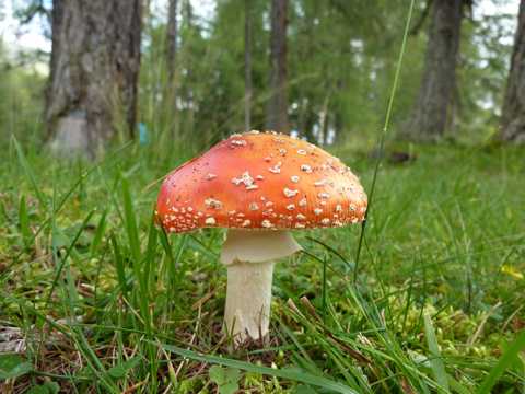 草地上的红蘑菇图片