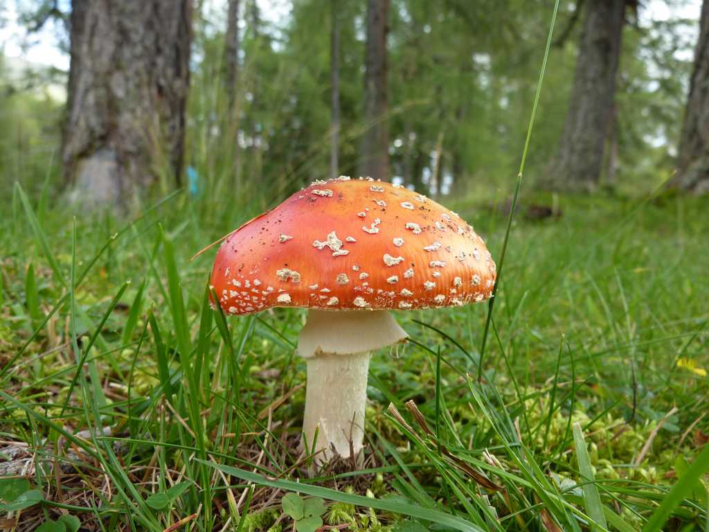 草地上的红蘑菇图片