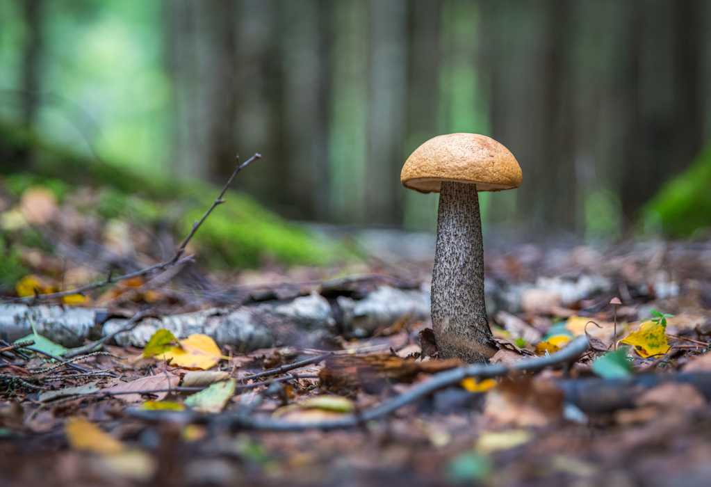 野外的菌菇图片